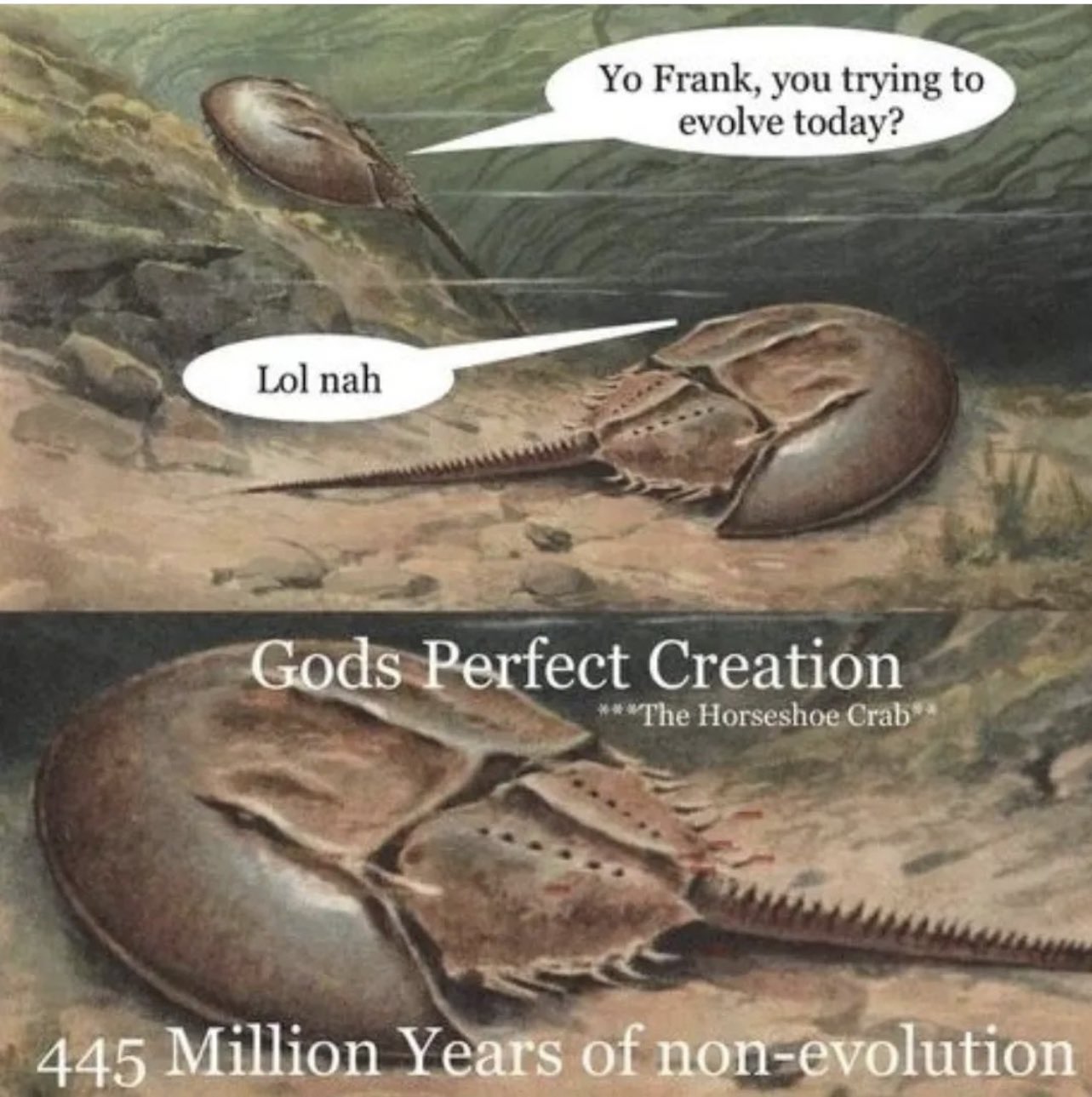 God's Perfect Creation