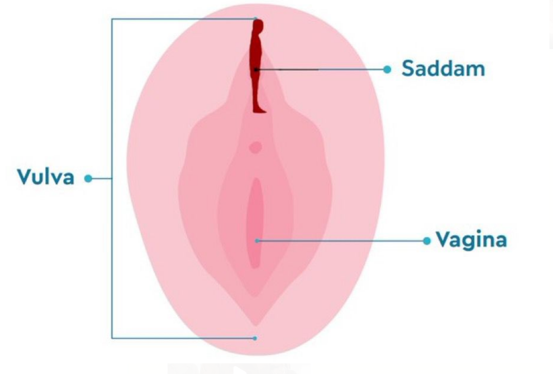 The Anatomical Diagram with Saddam