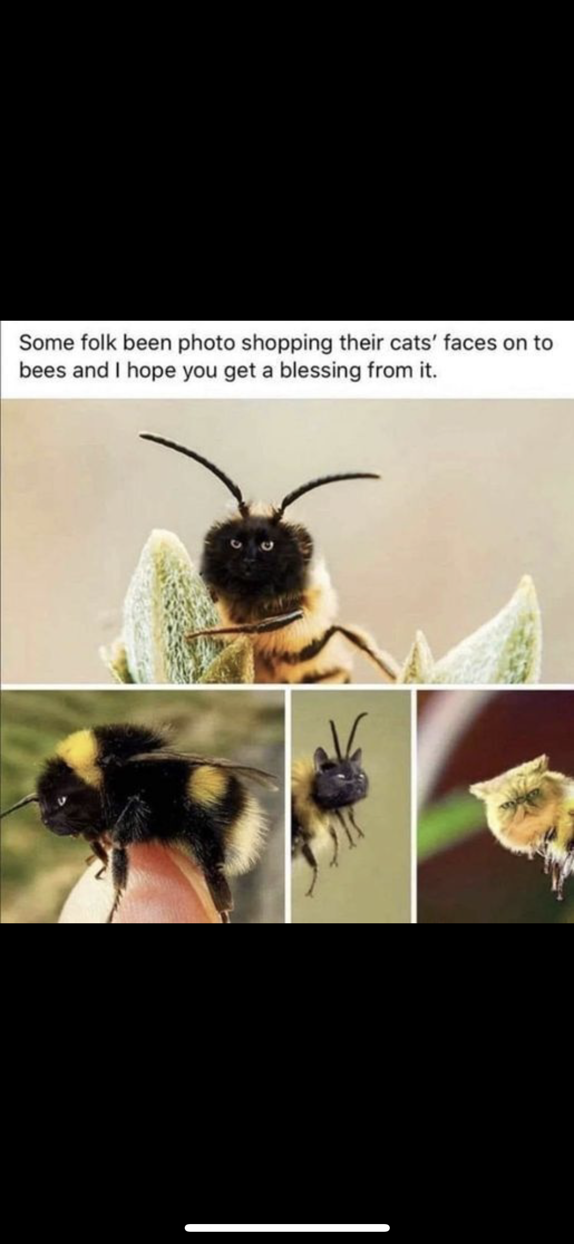 Cats' Faces on Bees