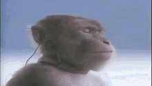 Monke