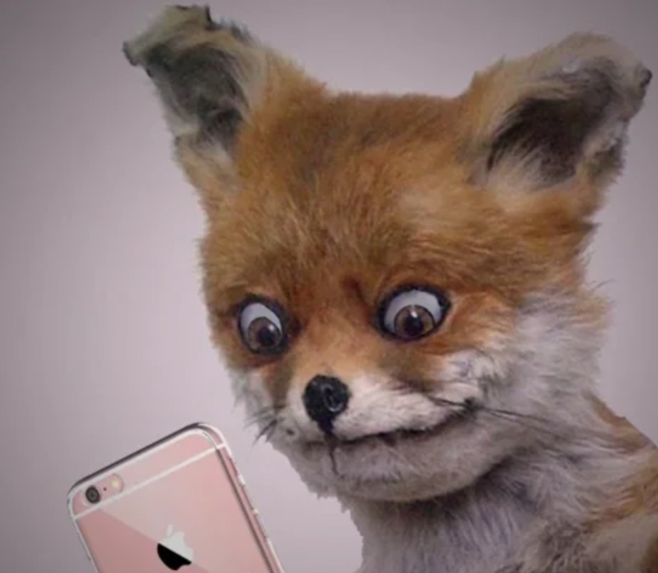 The Wide-Eyed Fox with a Phone